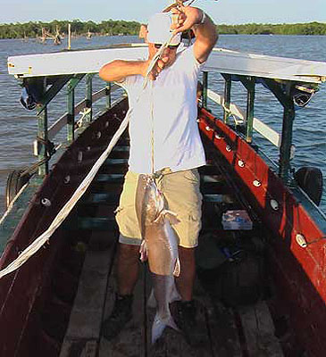 1909_Couma Sea Catfish_Sciades couma.jpg 1909_Couma Sea Catfish_Sciades couma.jpg